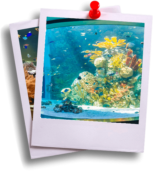 аквариум необычной формы